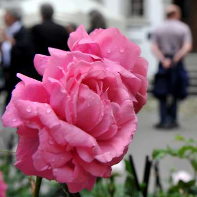 Rosenwoche.ch
